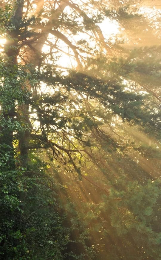 Das Bild zeigt eine lichtdurchflutete Baumkrone.